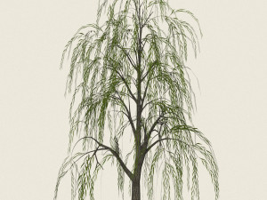 willow tree collection 3D-Modell