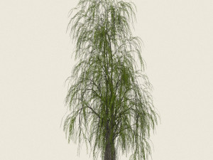 willow tree collection 3D-Modell
