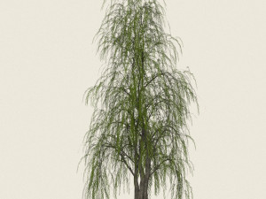 willow tree collection 3D-Modell