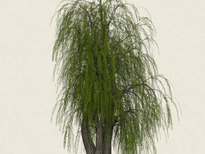 willow tree collection 3D Model