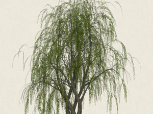 willow tree collection 3D Model