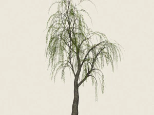 willow tree collection 3D Model