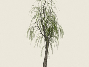willow tree collection 3D-Modell