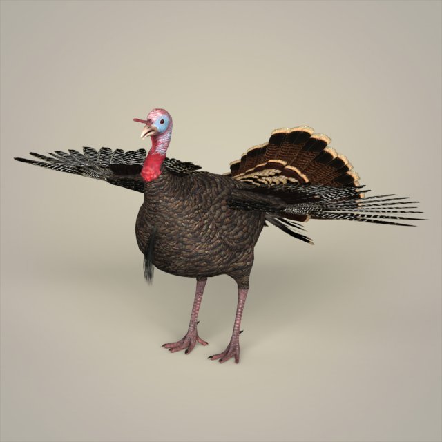 realistic turkey bird 3D Model .c4d .max .obj .3ds .fbx .stl .blend 