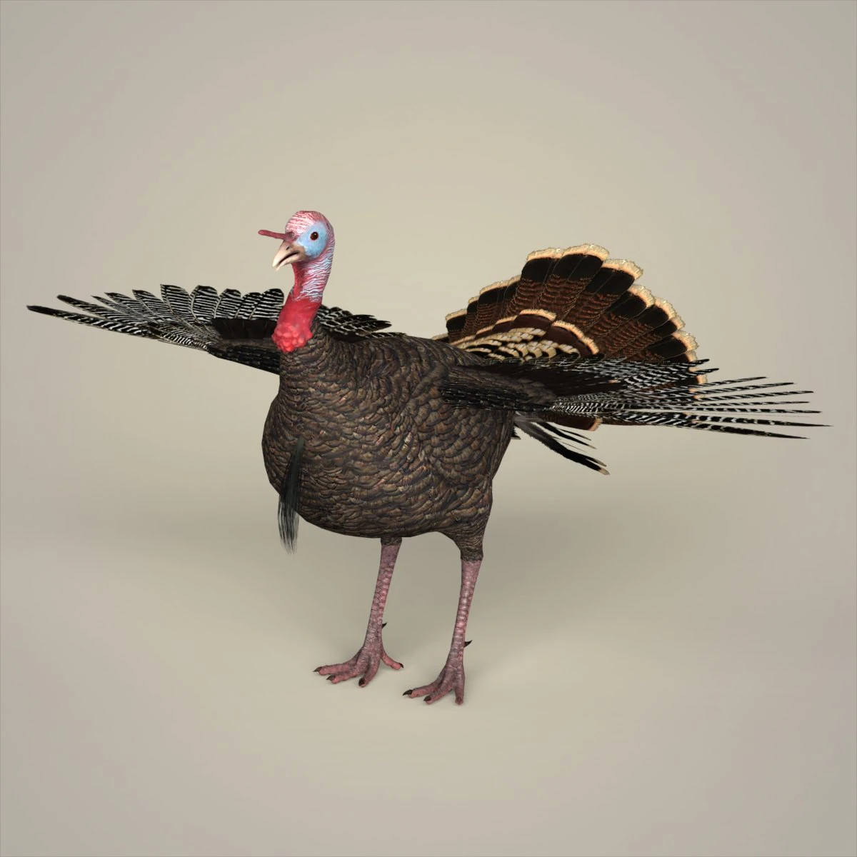 realistic turkey bird 3D Model .c4d .max .obj .3ds .fbx .stl .blend 