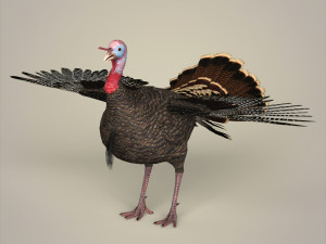 realistic turkey bird 3Dモデル
