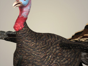 realistic turkey bird 3D Model