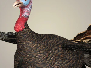 realistic turkey bird 3D Model