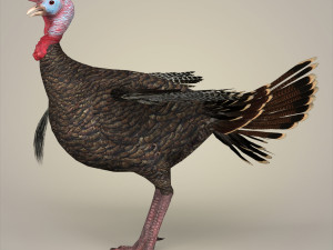 realistic turkey bird 3D Model