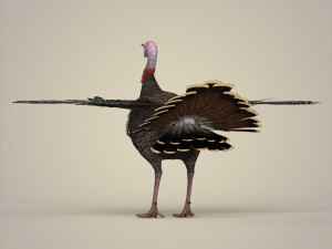realistic turkey bird 3D Model