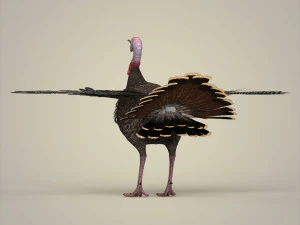 realistic turkey bird 3D Model