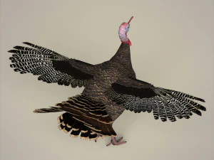 realistic turkey bird 3D Model