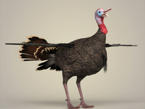 realistic turkey bird 3D Model
