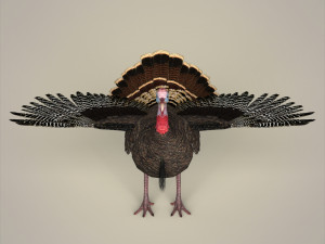 realistic turkey bird 3D Model