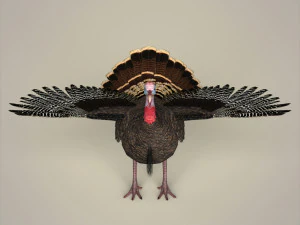 realistic turkey bird 3D Model