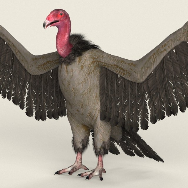 low poly realistic vulture Model 3D .c4d .max .obj .3ds .fbx .stl .blend 