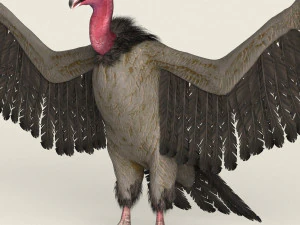 realistyczny sęp low poli Model 3D