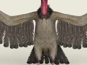 low poly realistic vulture Model 3D