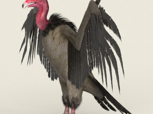 low poly realistic vulture Model 3D