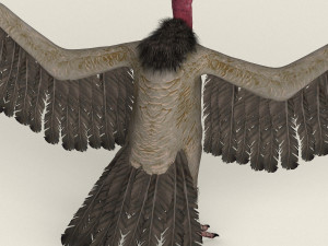 low poly realistic vulture Model 3D
