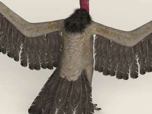 low poly realistic vulture 3D Model