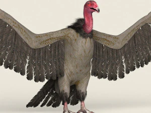 low poly realistic vulture 3D Model