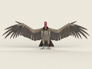 low poly realistic vulture Model 3D