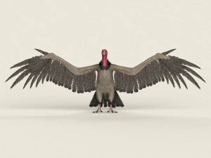 low poly realistic vulture 3D Model