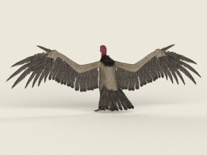 low poly realistic vulture Model 3D