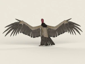low poly realistic vulture 3D Model