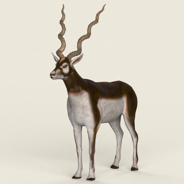 low poly realistic antelope 3D Model .c4d .max .obj .3ds .fbx .stl .blend 