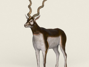 low poly realistic antelope 3D मॉडल