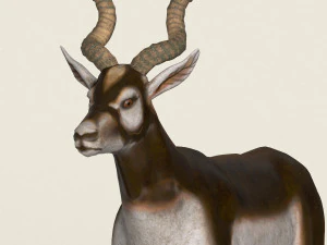 low poly realistic antelope 3D Model