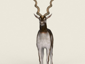 low poly realistic antelope 3D Model