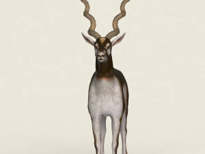 low poly realistic antelope 3D Model