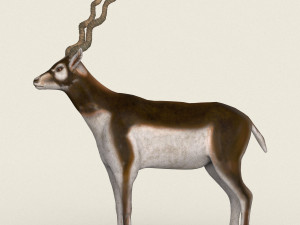 low poly realistic antelope 3D Model