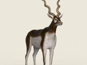 low poly realistic antelope 3D Model