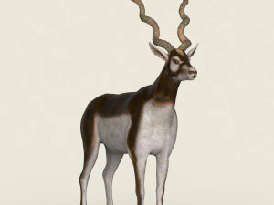 low poly realistic antelope 3D Model