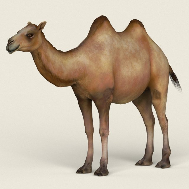 low poly realistic camel 3D-Modell .c4d .max .obj .3ds .fbx .stl .blend 