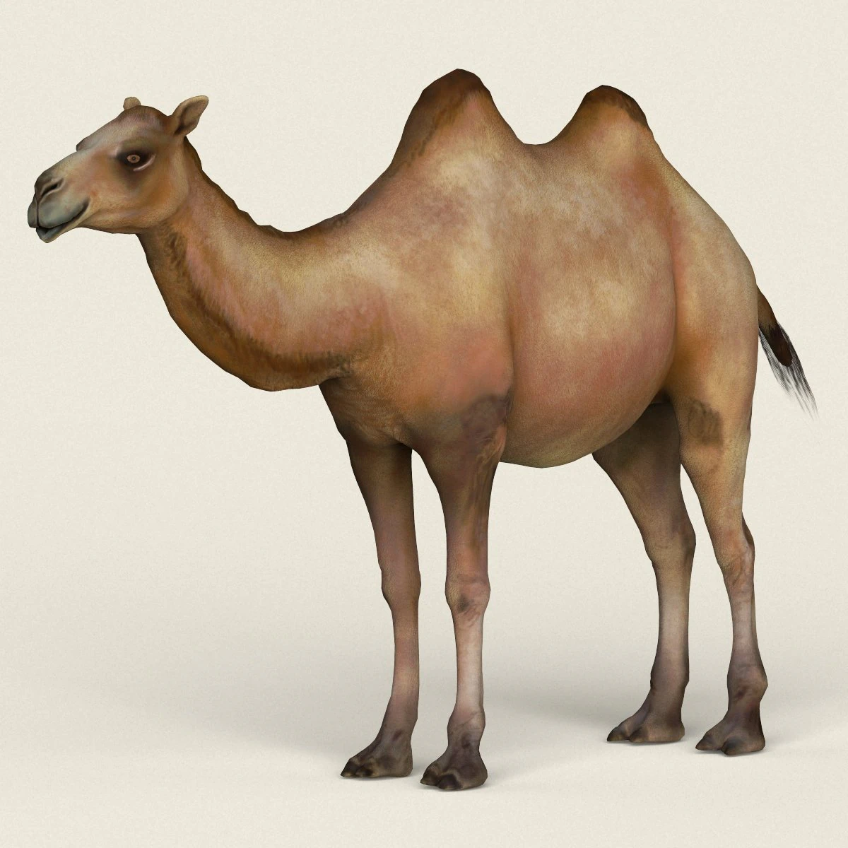 low poly realistic camel 3D Model .c4d .max .obj .3ds .fbx .stl .blend 