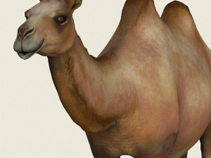 low poly realistic camel 3D-Modell