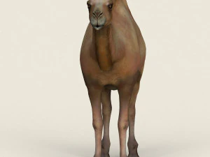 low poly realistic camel 3D Model