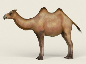 low poly realistic camel 3D-Modell