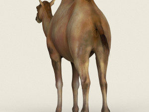 low poly realistic camel 3D-Modell