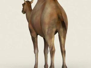 low poly realistic camel 3D Model