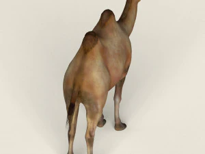 low poly realistic camel 3D Model