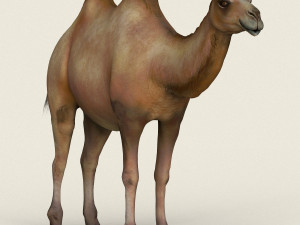low poly realistic camel 3D-Modell
