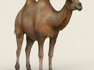low poly realistic camel 3D Model
