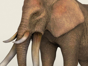low poly realistic elephant 3D Модель
