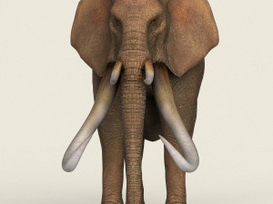 low poly realistic elephant 3D Модель